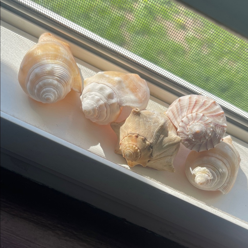Natural Seashell Collection